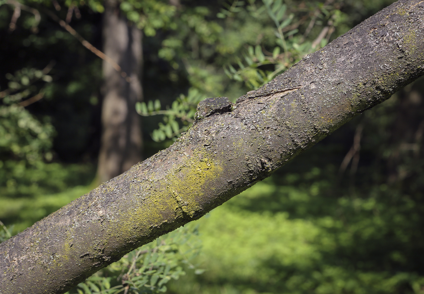 Изображение особи Caragana arborescens.