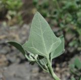 Chenopodium vulvaria. Лист (вид снизу). Северная Осетия, гор. округ Владикавказ, окр. с. Ниж. Ларс, ок. 1300 м н.у.м., сухой склон. 01.08.2021.