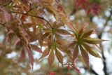 Acer palmatum