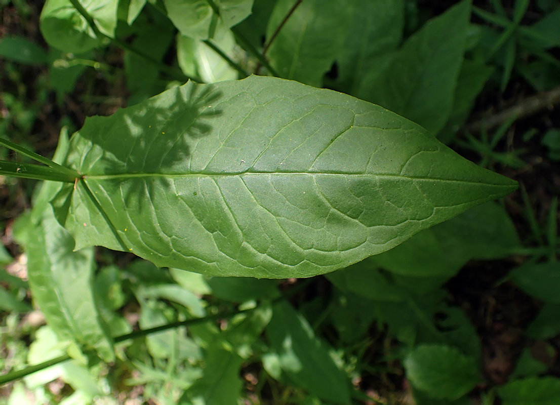 Image of Crepis paludosa specimen.