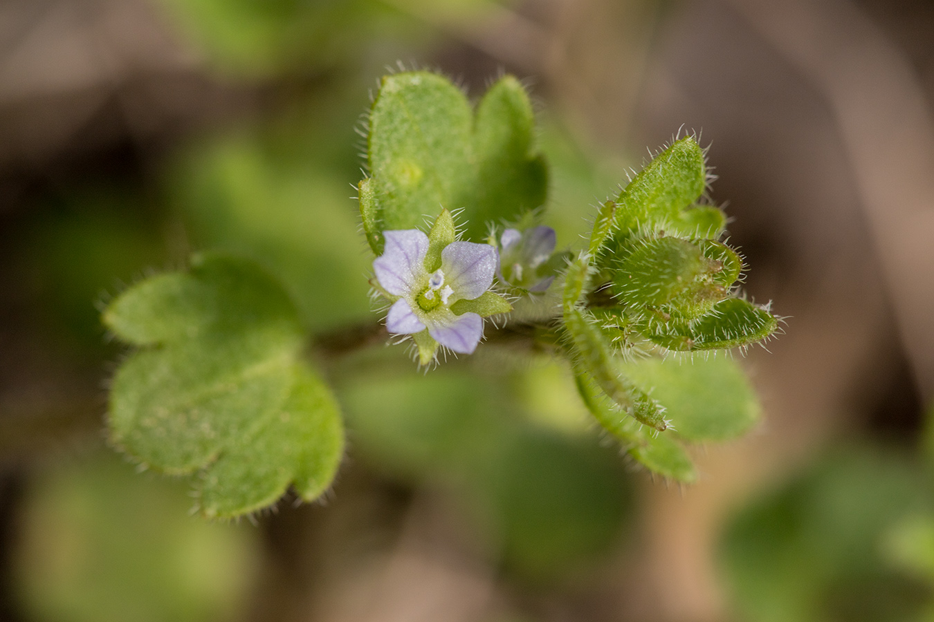 Image of Veronica sublobata specimen.