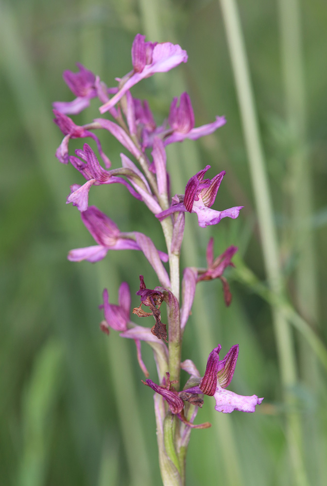 Image of Anacamptis &times; gennarii nothosubsp. orientecaucasica specimen.