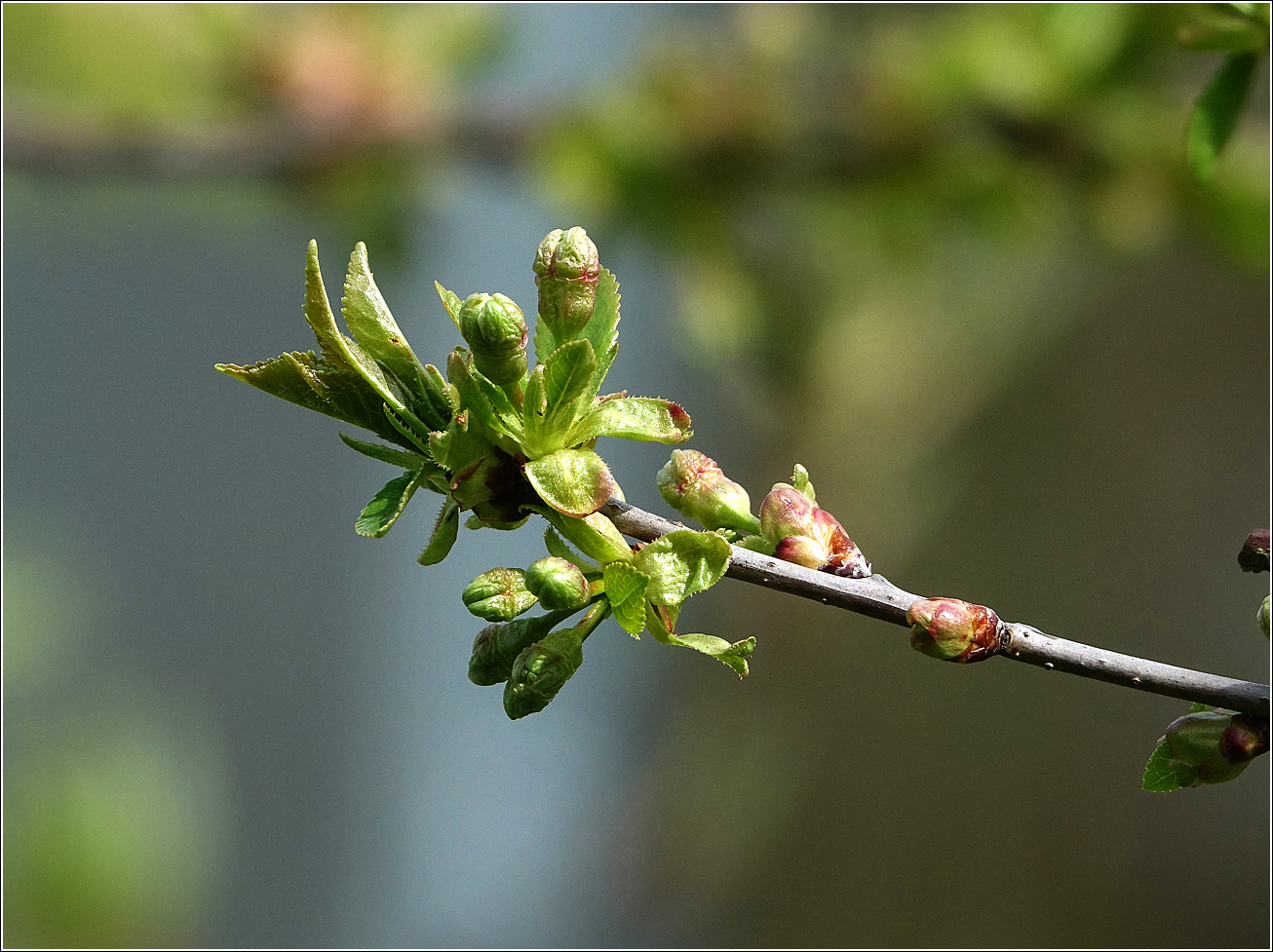 Изображение особи Cerasus vulgaris.