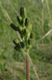 Crepis praemorsa. Общее соцветие с нераспустившимися корзинками. Красноярский край, Новоселовский р-н, окр. спортивно-оздоровительного лагеря \"Политехник\" Сибирского федерального университета, берег Убейского залива Красноярского водохранилища, вершина сопки, луг разнотравный. 05.06.2022.