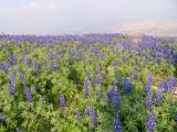 Lupinus pilosus. Аспект цветущих растений. Израиль, горы Самарии, восточная часть, поселение Хамдат. 21.02.2022.
