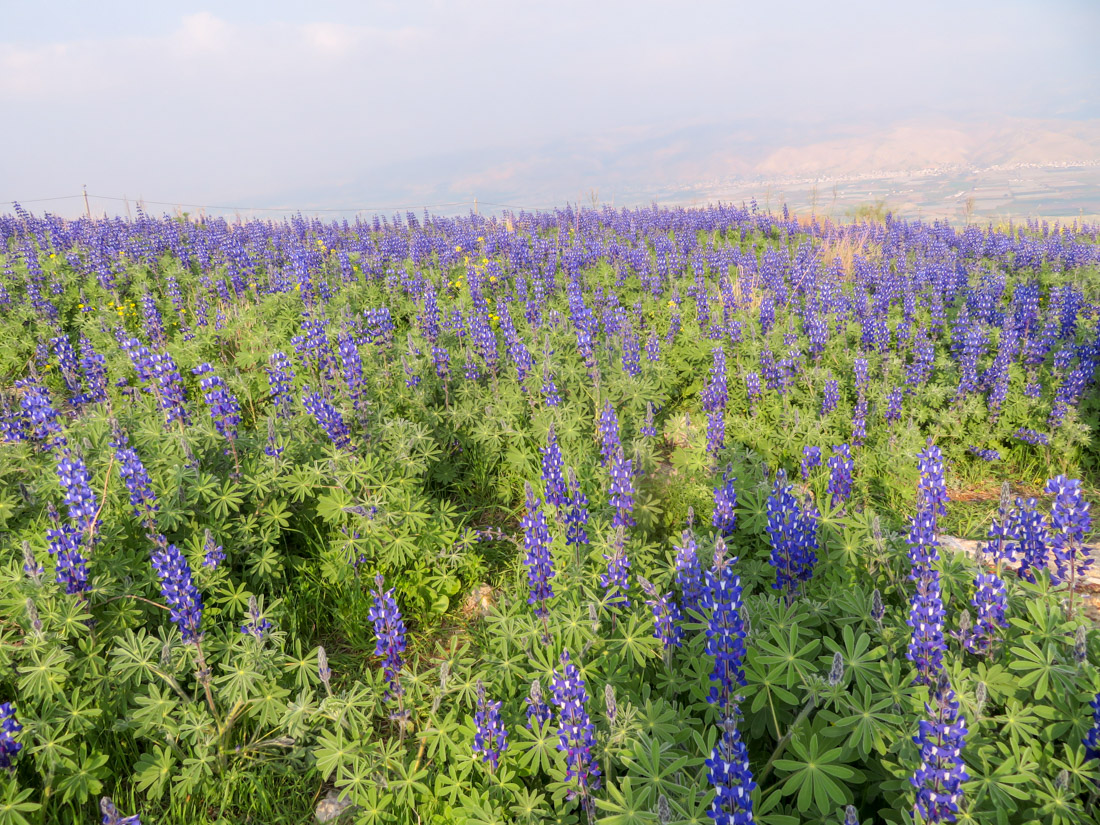 Изображение особи Lupinus pilosus.