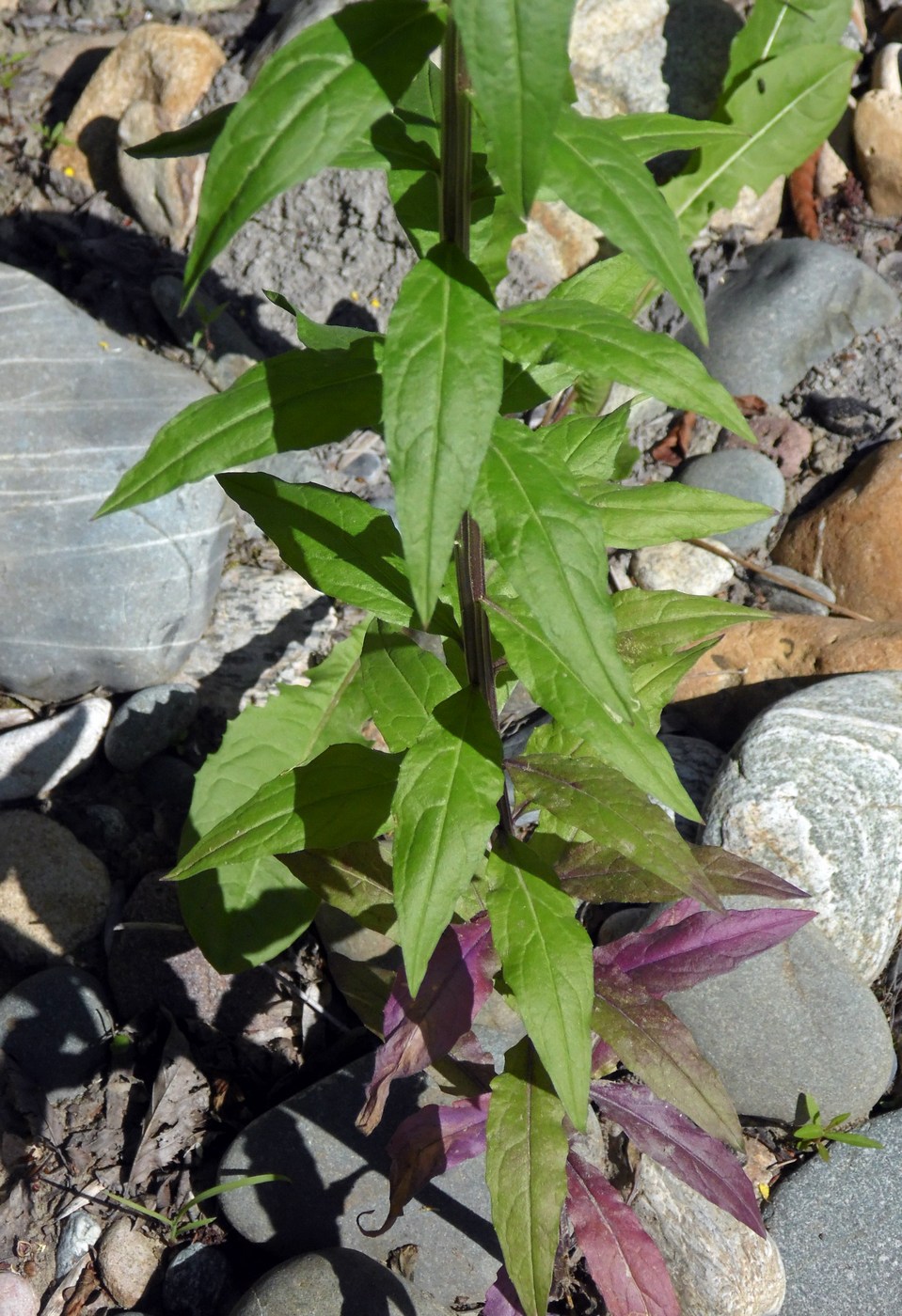 Image of Erysimum aureum specimen.