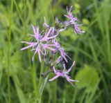 Coccyganthe flos-cuculi