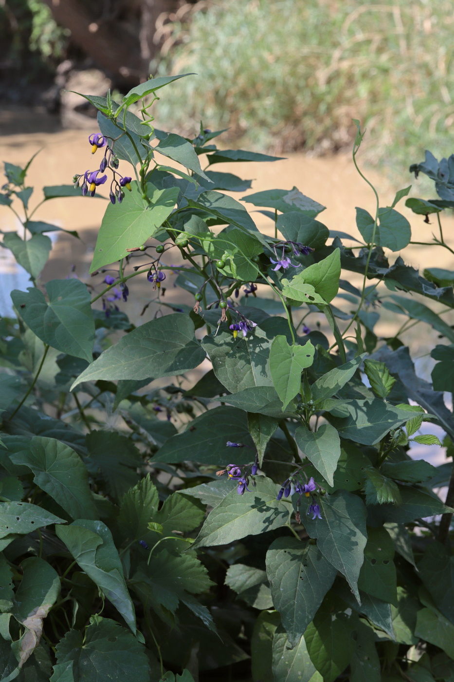 Изображение особи Solanum kitagawae.