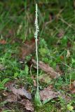 Spiranthes spiralis. Цветущее растение (высота — 29 см, длина соцветия — 11 см). Краснодарский край, г/о. Сочи, Адлерский р-н, окр. с. Хлебороб, заброшенный сад. 23 сентября 2021 г.