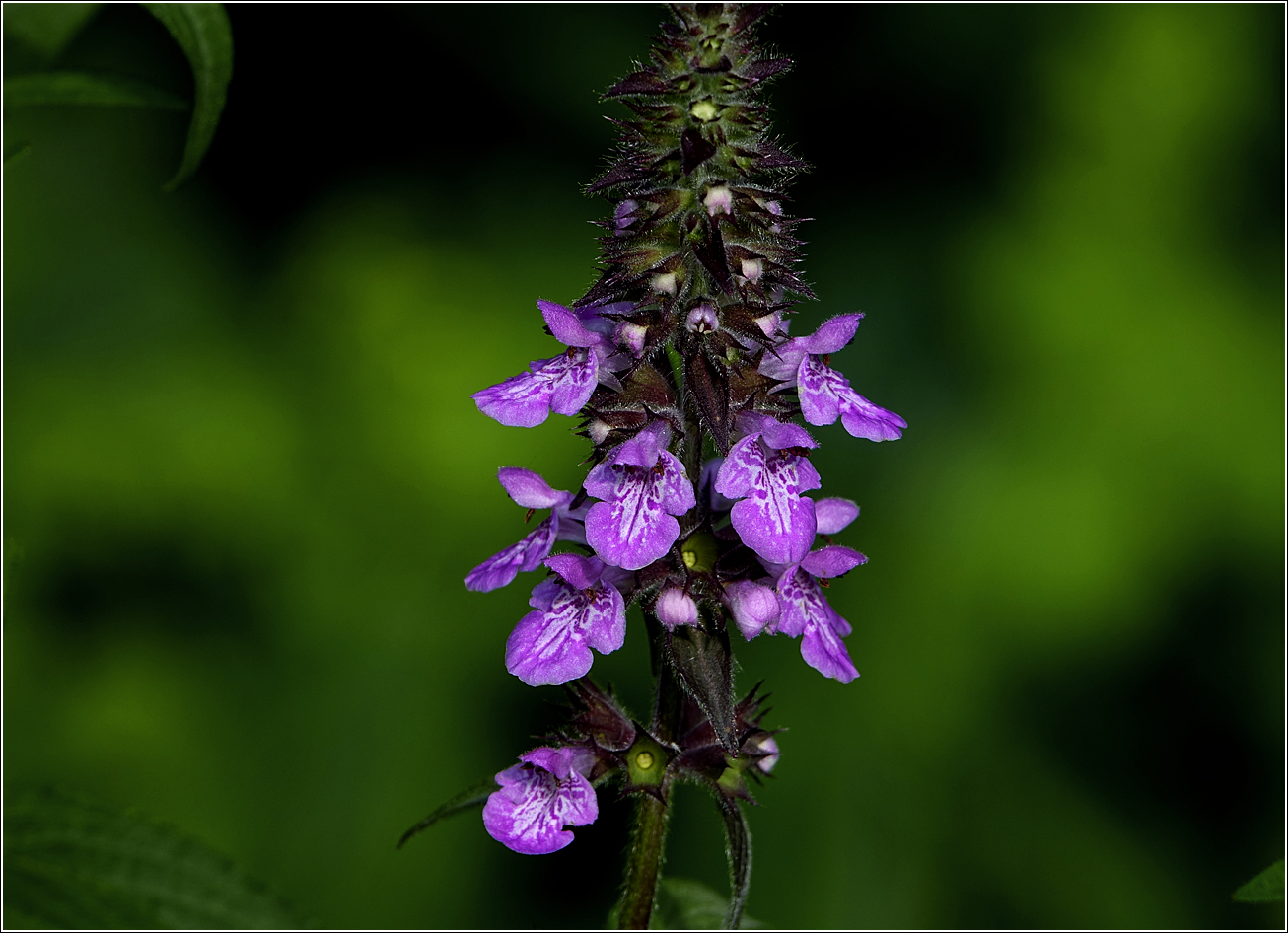 Image of Stachys palustris specimen.