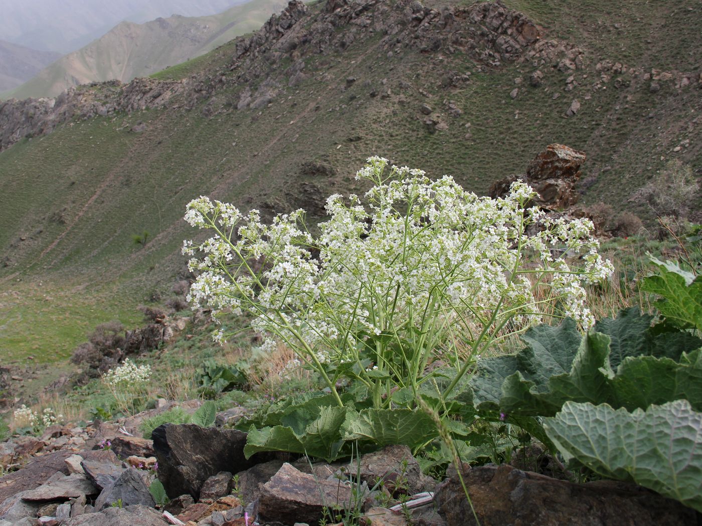 Изображение особи Crambe kotschyana.