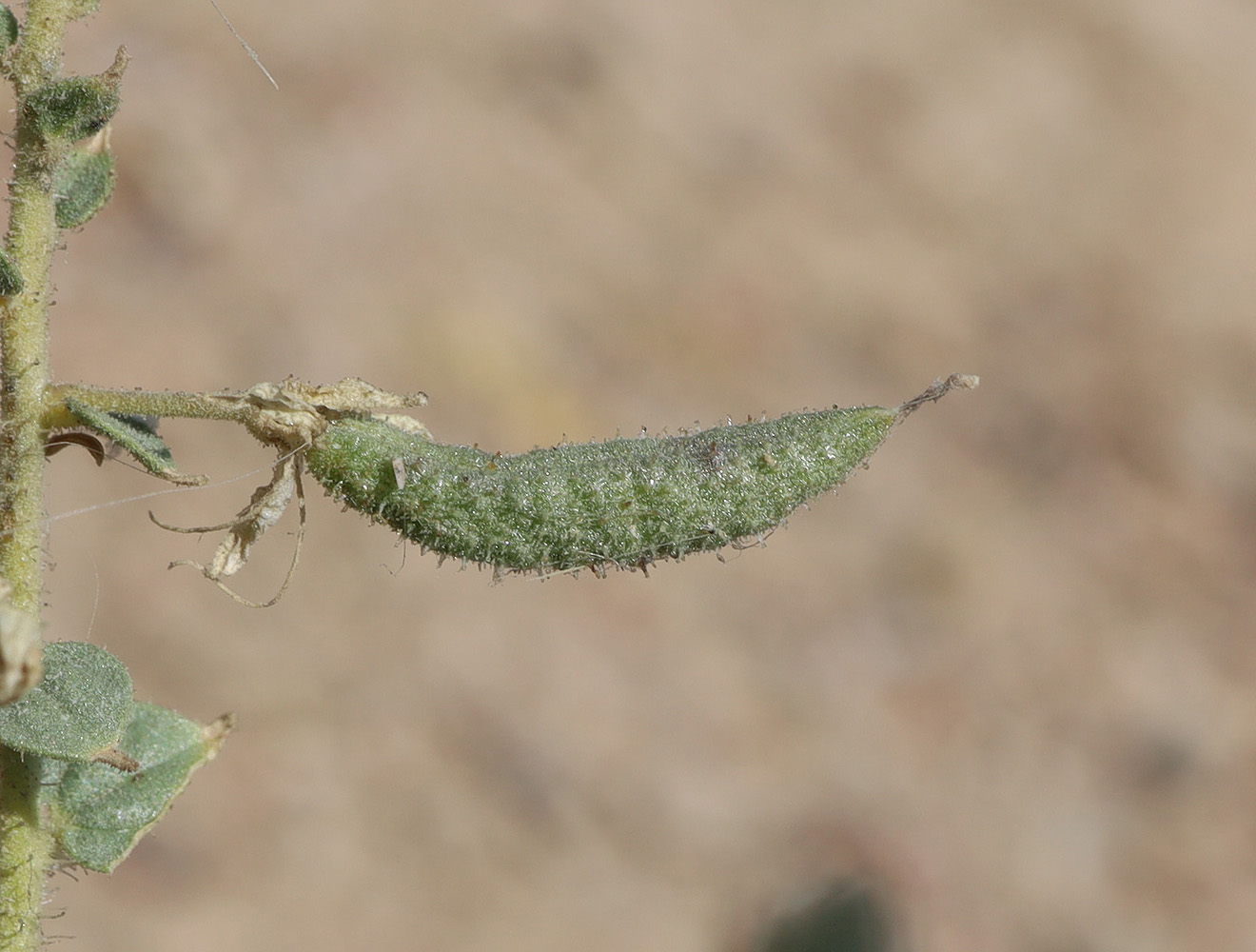 Изображение особи Cleome fimbriata.