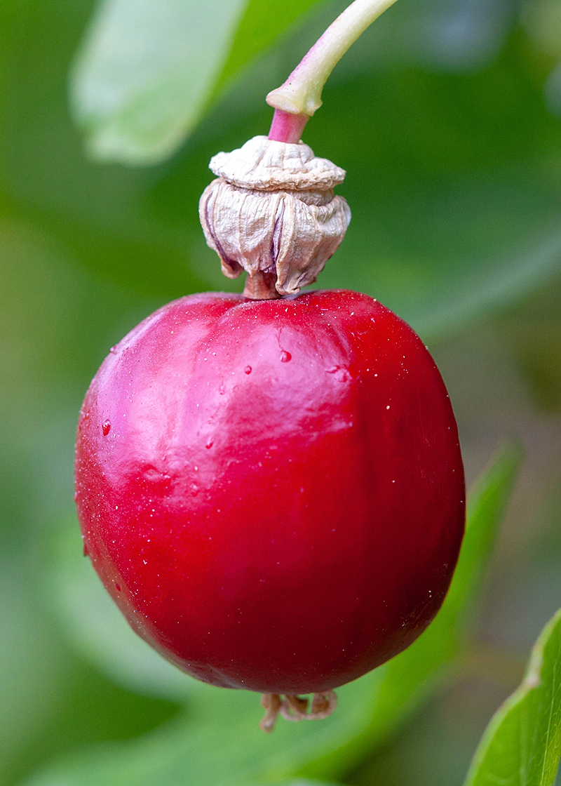 Image of Passiflora foetida specimen.