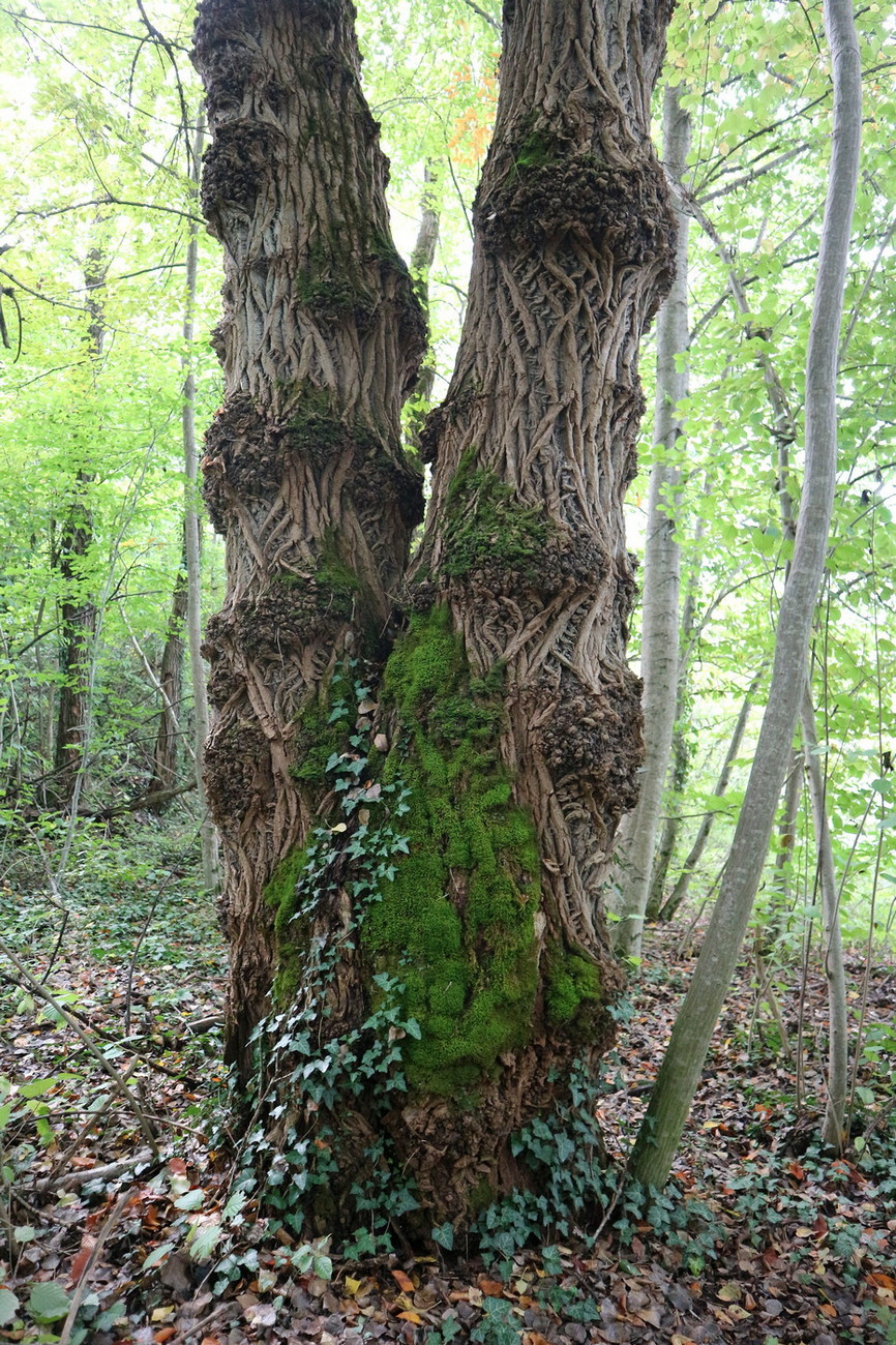 Image of Ulmus minor specimen.