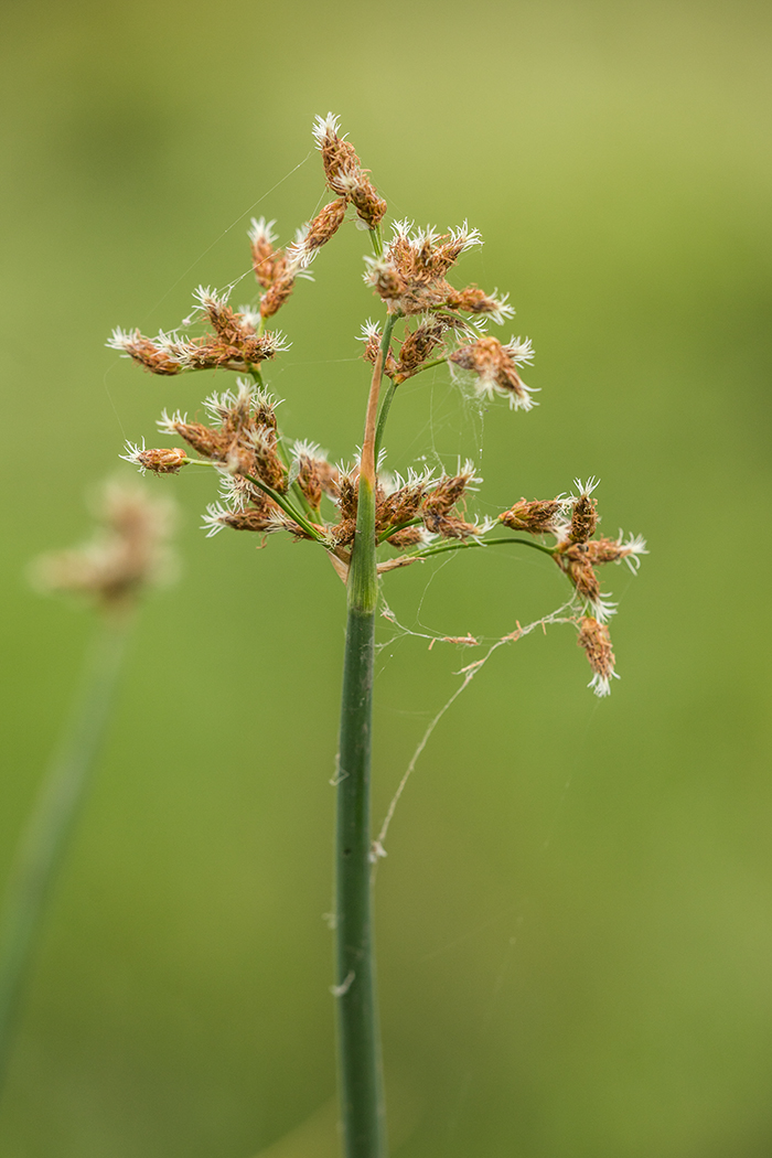 Image of genus Schoenoplectus specimen.