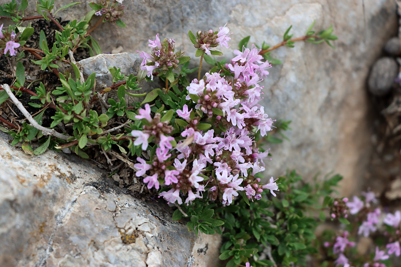 Image of Thymus seravschanicus specimen.