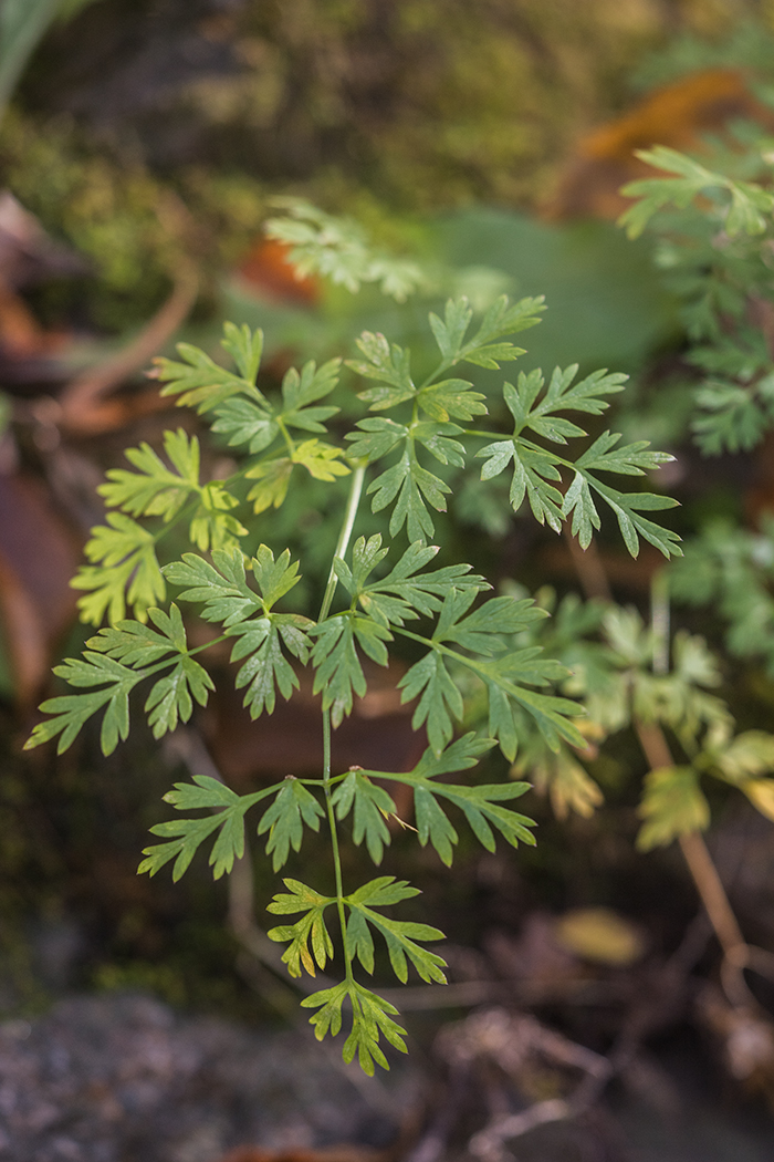 Image of familia Apiaceae specimen.