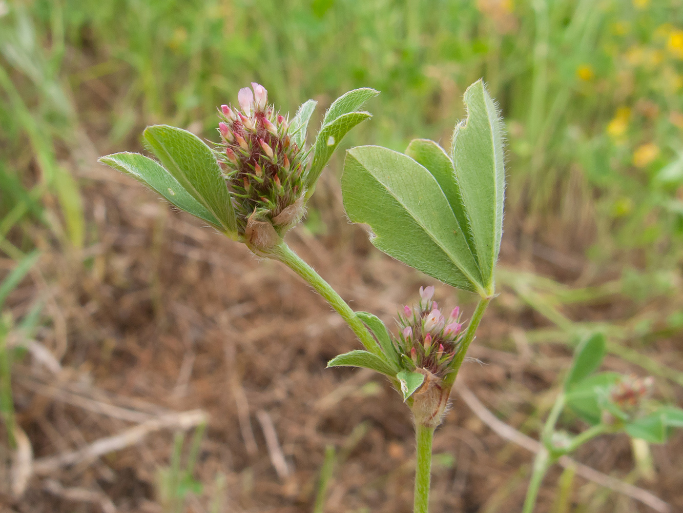 Изображение особи Trifolium striatum.