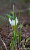 Crocus hyemalis