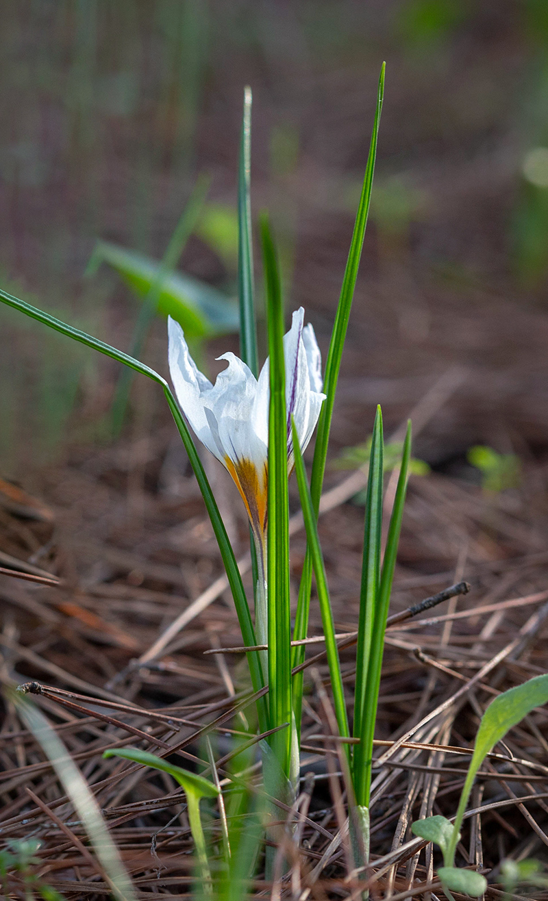 Изображение особи Crocus hyemalis.