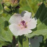 Althaea officinalis