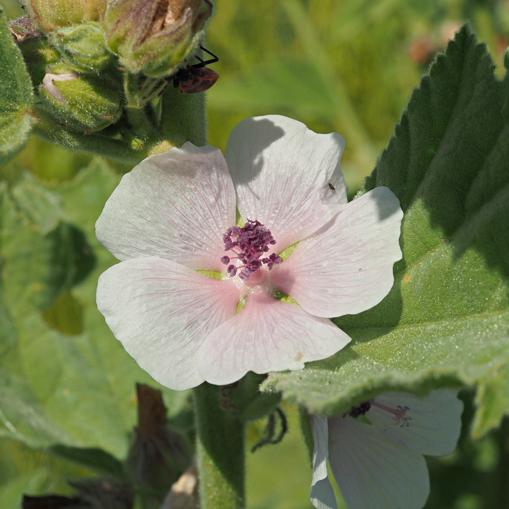 Image of Althaea officinalis specimen.