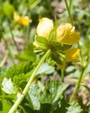 Potentilla ruprechtii. Верхушка побега с цветком. Карачаево-Черкесия, Урупский р-н, Кавказский биосферный заповедник, Имеретинское ущелье, ≈ 2300 м н.у.м., склон над Верхним Имеретинским водопадом, альпийский луг. 28.07.2022.