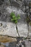 Salix caprea