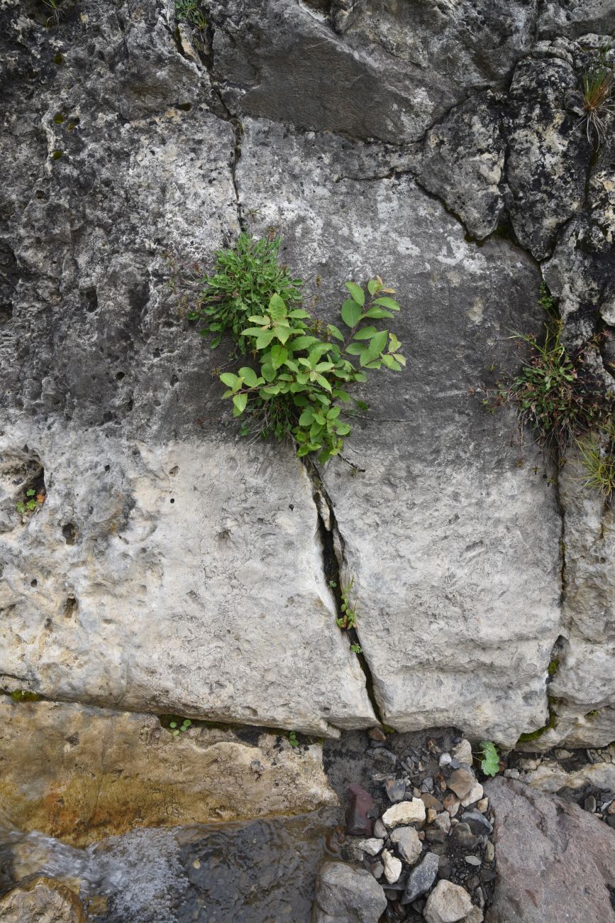 Image of Salix caprea specimen.