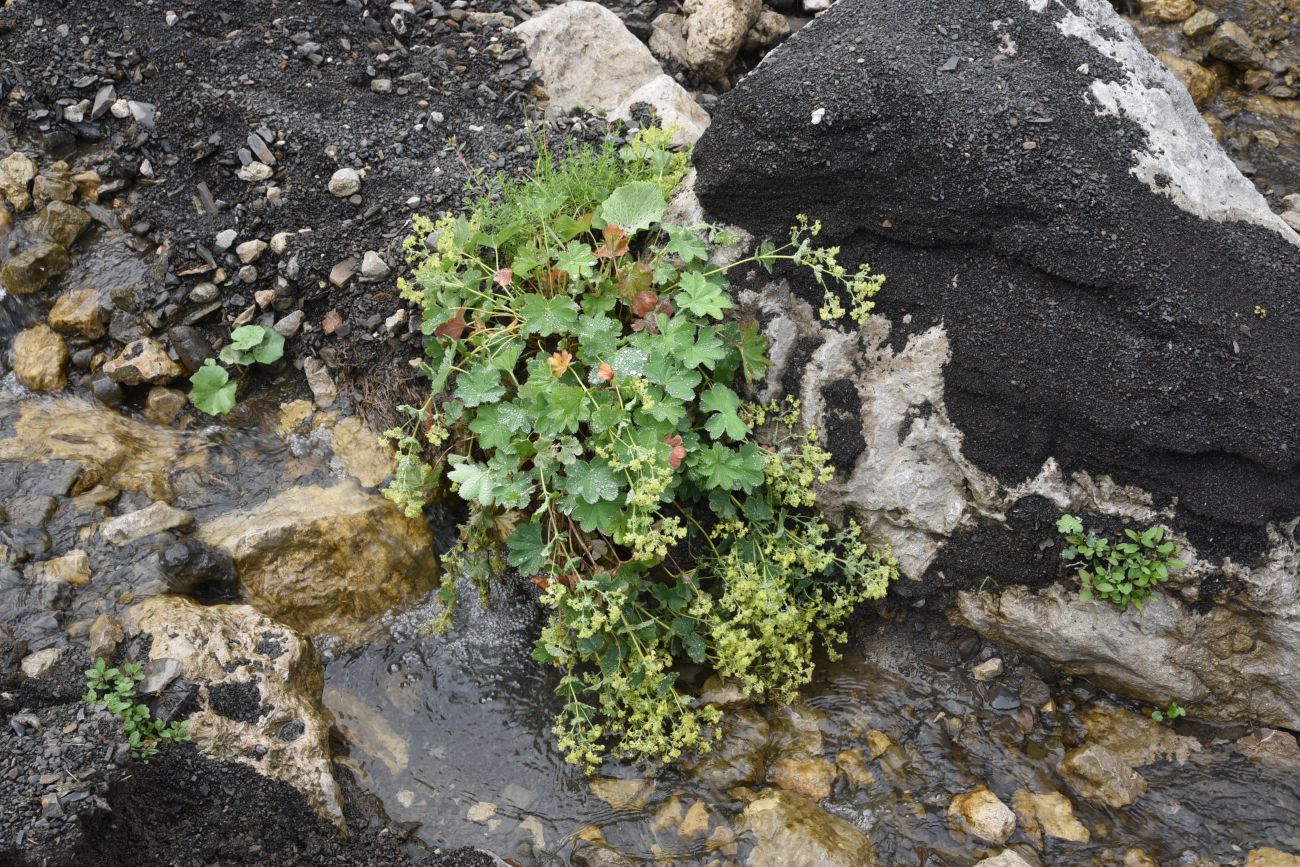 Изображение особи род Alchemilla.