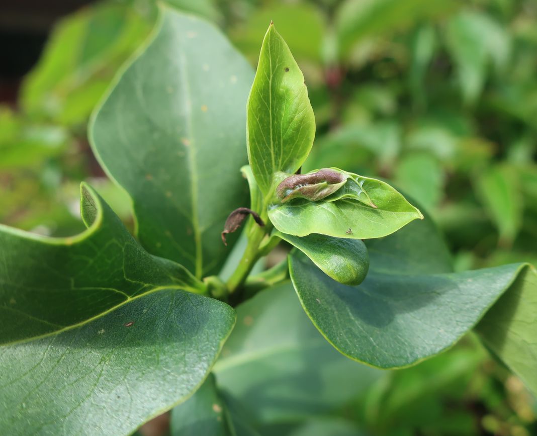 Изображение особи Syringa vulgaris.