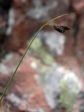 Carex atrata. Верхушка побега с соплодиями. Мурманская обл., окр. пос. Дальние Зеленцы. 03.08.2010.
