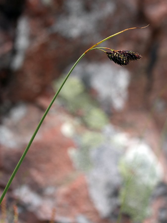 Изображение особи Carex atrata.
