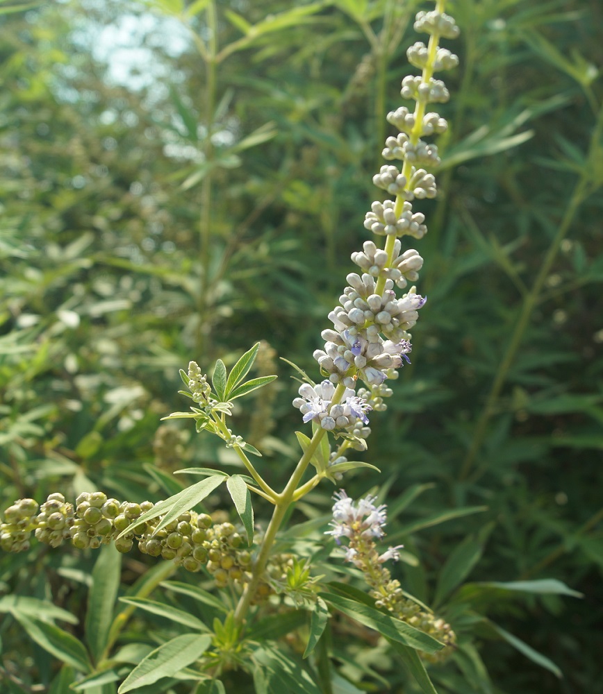 Изображение особи Vitex agnus-castus.