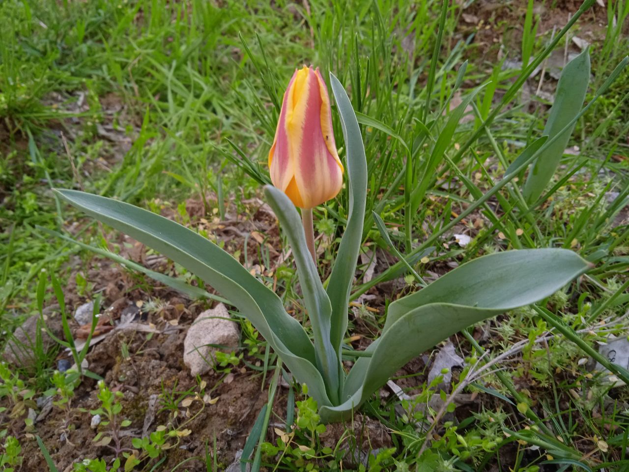 Изображение особи Tulipa dubia.