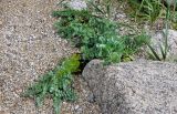 Mertensia maritima. Отцветающее растение. Приморье, Партизанский р-н, мыс Лапласа, каменистый пляж. 08.08.2021.