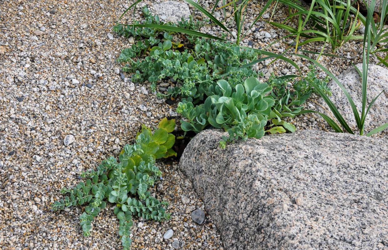 Изображение особи Mertensia maritima.