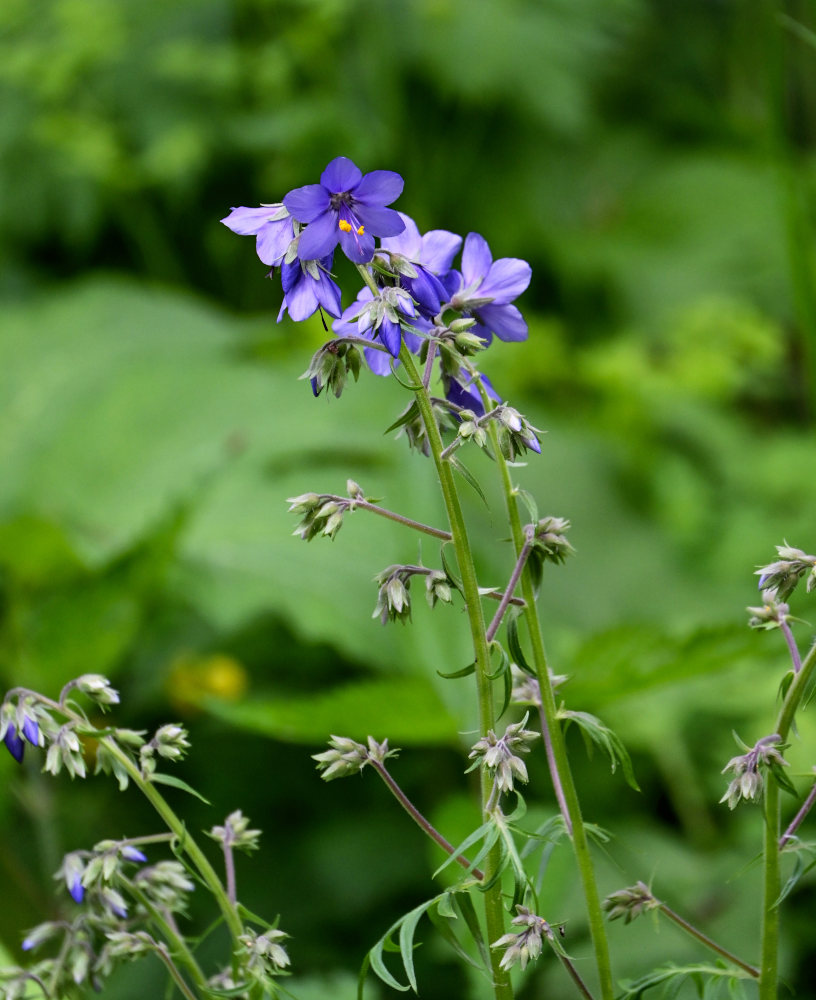 Изображение особи Polemonium caeruleum.