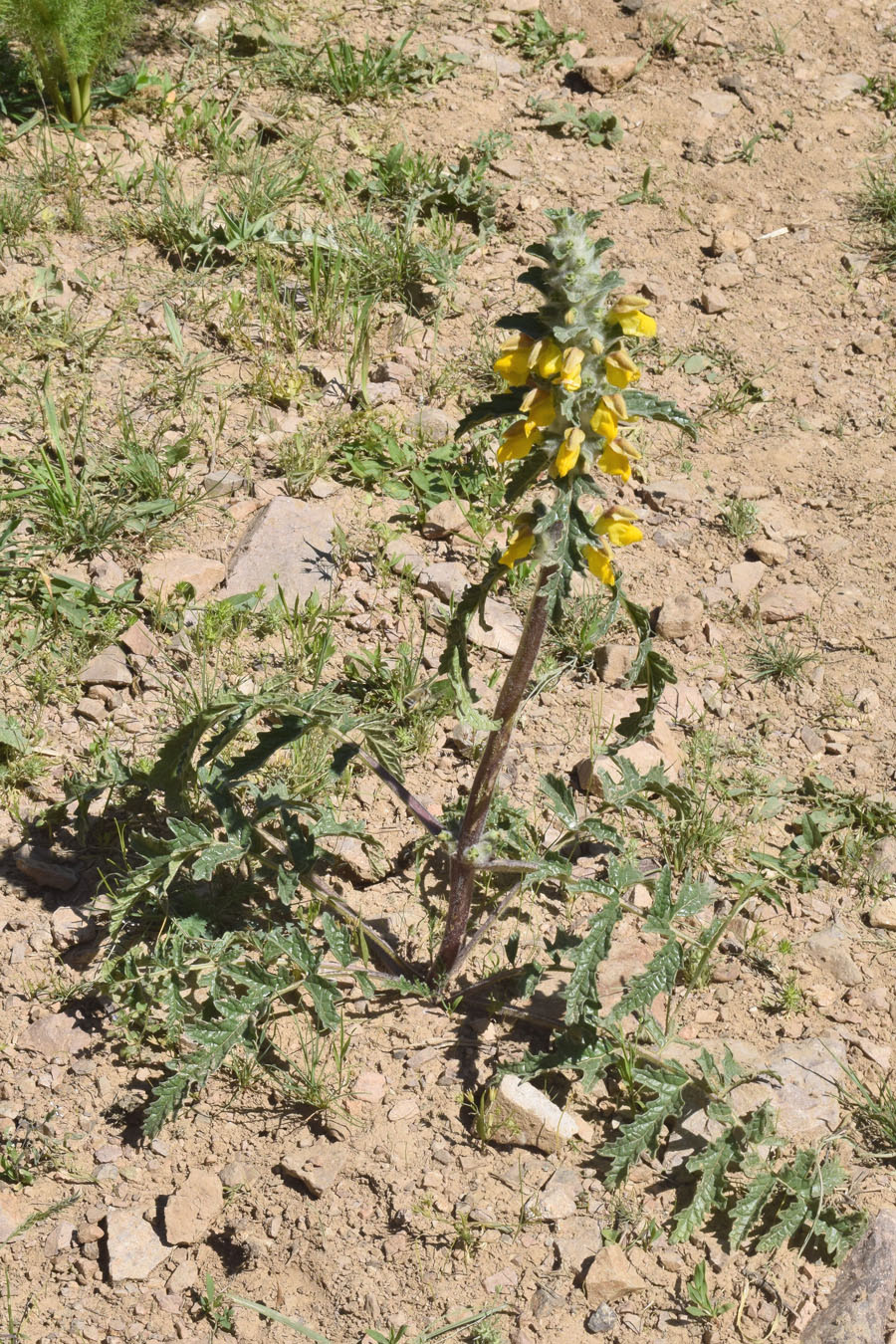 Изображение особи Phlomoides speciosa.