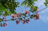 Cassia javanica