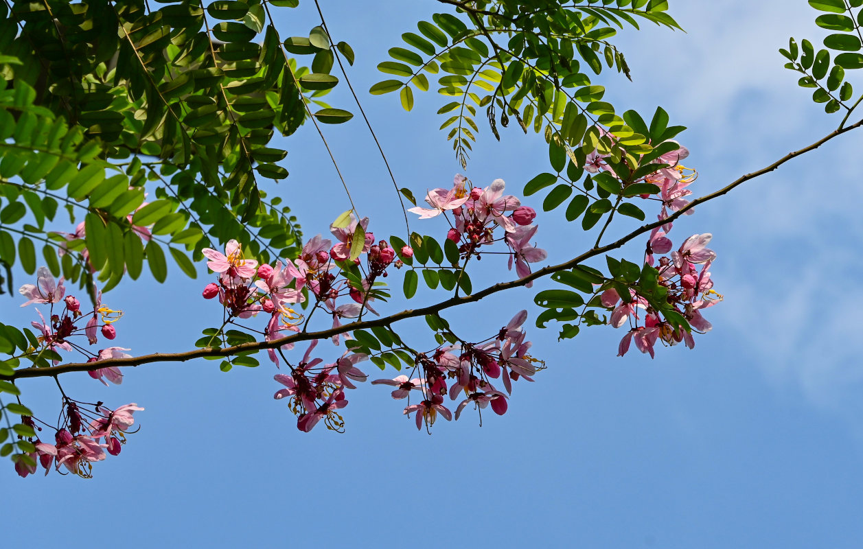 Изображение особи Cassia javanica.