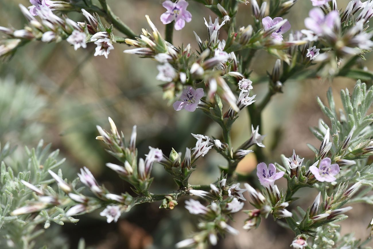 Image of Goniolimon tataricum specimen.