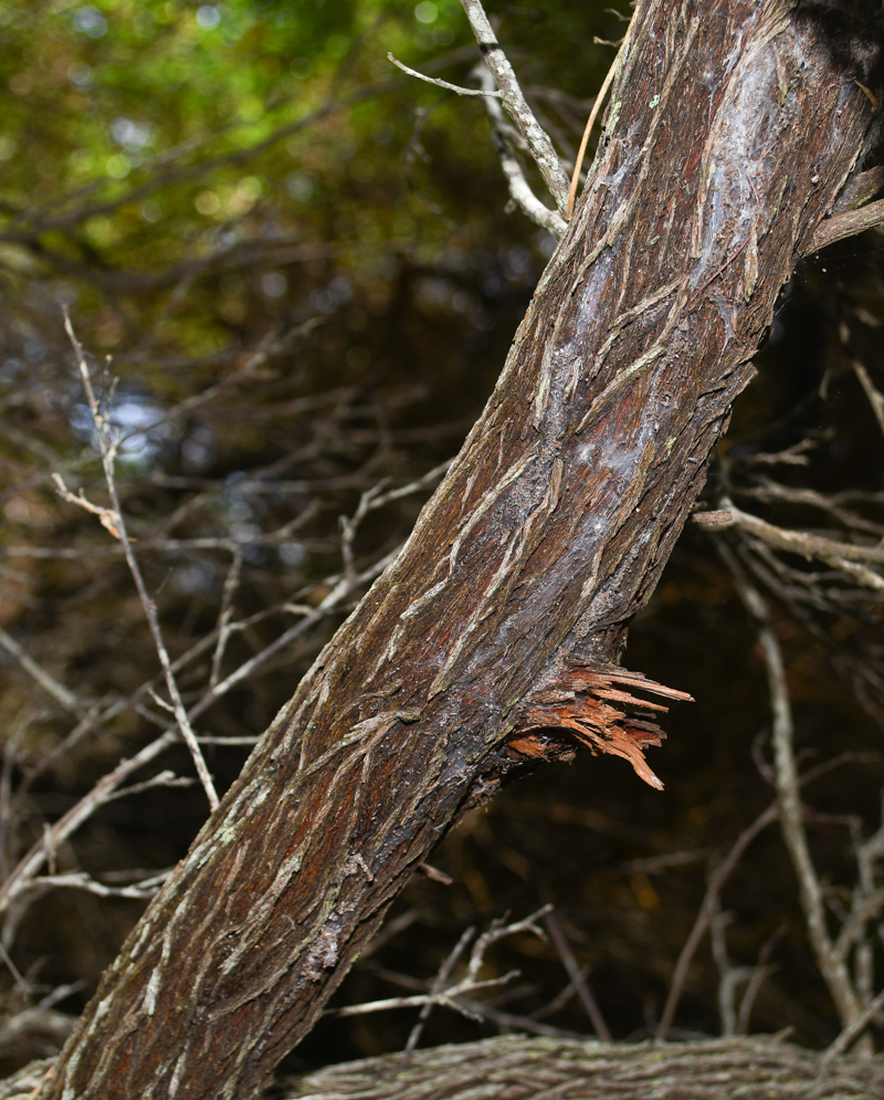 Image of Dodonaea viscosa specimen.