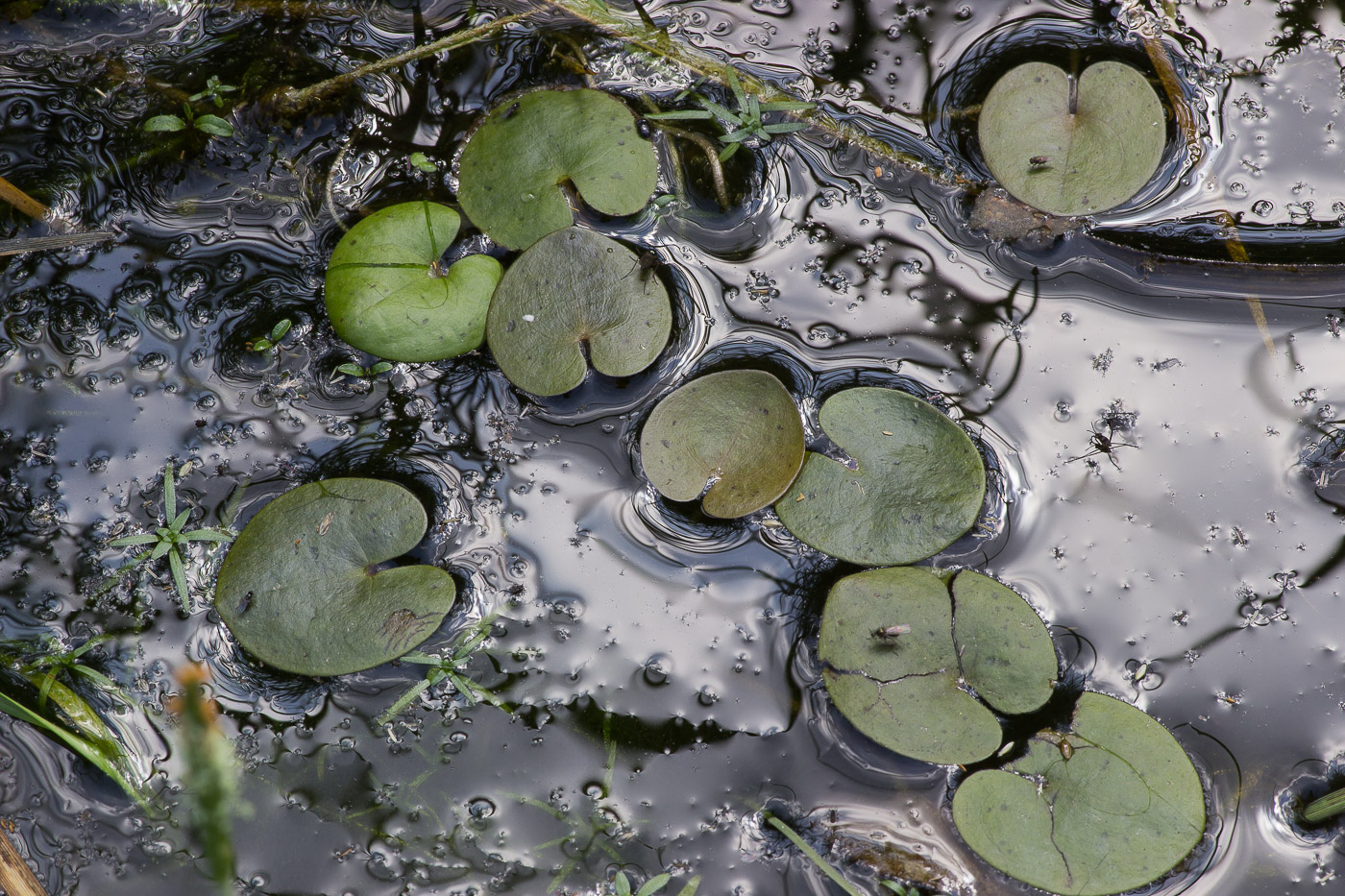 Image of Hydrocharis morsus-ranae specimen.