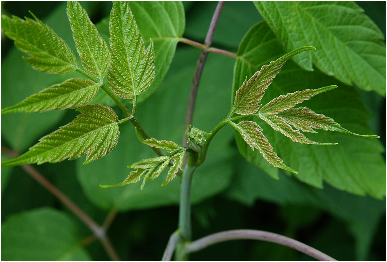 Image of Acer negundo specimen.