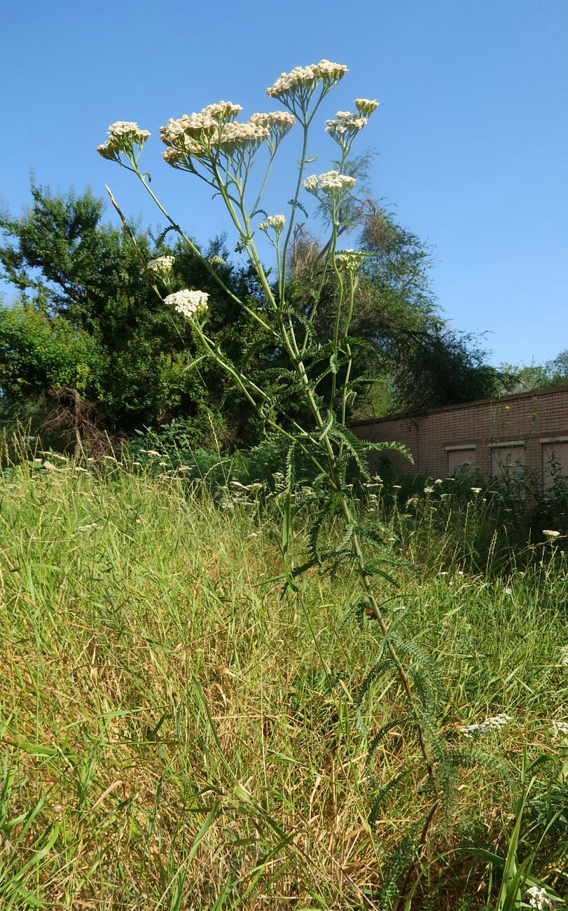 Изображение особи Achillea inundata.