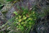 Micranthes purpurascens. Плодоносящее растение в сообществе с Poaceae. Курильские о-ва, о-в Итуруп, долина р. Водопадная, на скале вблизи подножия. 18.08.2023.