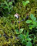 Orthilia secunda. Цветущее растение в сообществе с мхами и Vaccinium vitis-idaea. Красноярский край, Таймырский Долгано-Ненецкий р-н, плато Путорана, окр. водопада Брат, опушка смешанного леса. 24.07.2023.