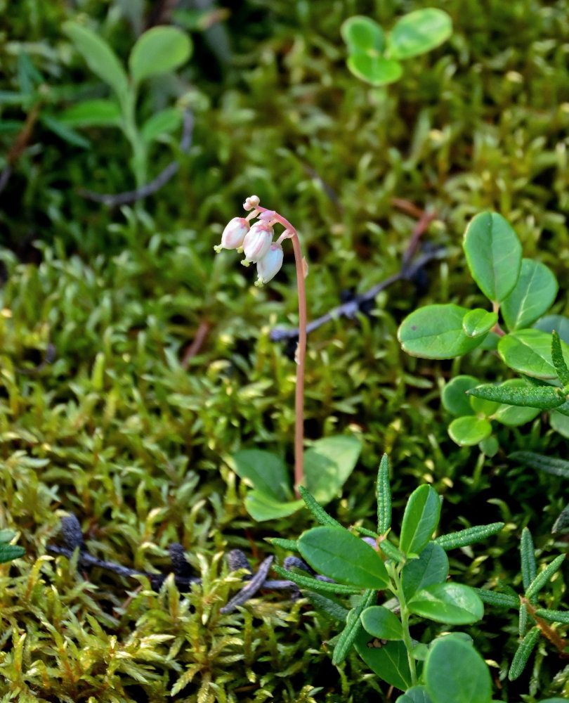 Image of Orthilia secunda specimen.